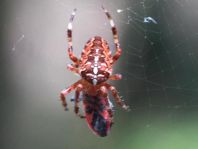 Gartenkreuzspinne, Araneus diadematus