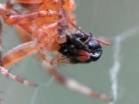 Gartenkreuzspinne, Araneus diadematus