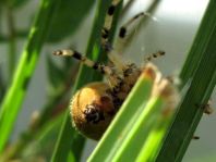 Vierfleck-Kreuzspinne, Araneus quadratus