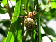 Vierfleck-Kreuzspinne, Araneus quadratus