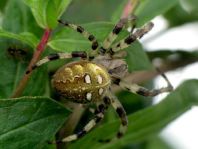 Vierfleck-Kreuzspinne, Araneus quadratus