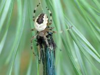 Araneus marmoreus, Marmorierte Kreuzspinne