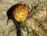 Araneus marmoreus, Marmorierte Kreuzspinne