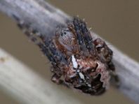 Gartenkreuzspinne, Araneus diadematus