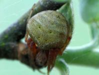 Araneus biguttatus/sturmi