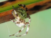 Vierfleck-Kreuzspinne, Araneus quadratus