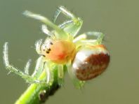 Araniella sp.