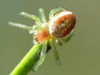 Araniella sp.