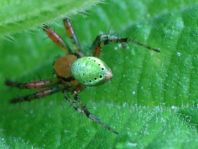 Kürbisspinne, Araniella sp.