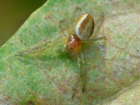 Kürbisspinne, Araniella sp.