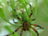 Araniella sp.