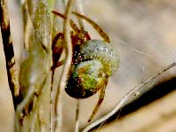 Kürbisspinne, Araniella sp.