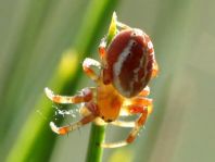 Araniella displicata