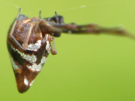 Argyrodes argyrodes, Diebsspinne