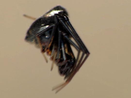 Kugelspinnen, Theridiidae