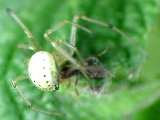 Kugelspinne, Enoplognatha