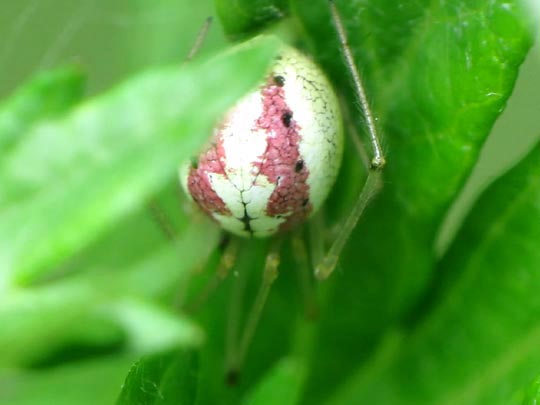 Kugelspinne, Enoplognatha