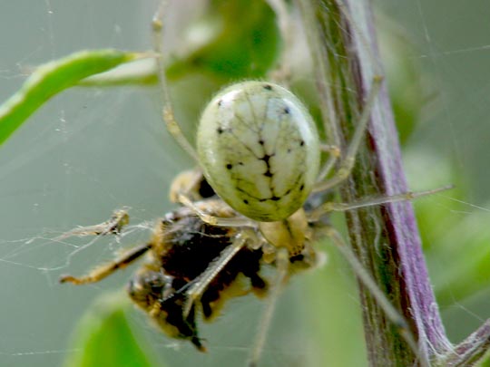 Kugelspinne, Enoplognatha