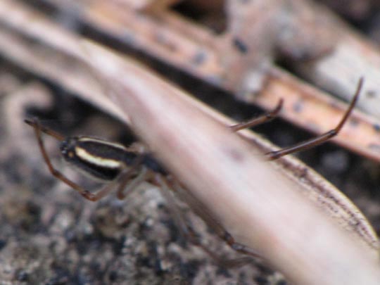 Kugelspinne, Enoplognatha