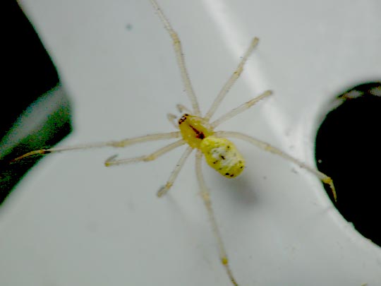 Kugelspinne, Enoplognatha