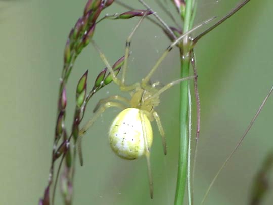 Kugelspinne, Enoplognatha