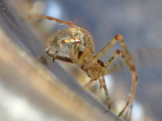 Parasteatoda tepidariorum, Gewächshausspinne