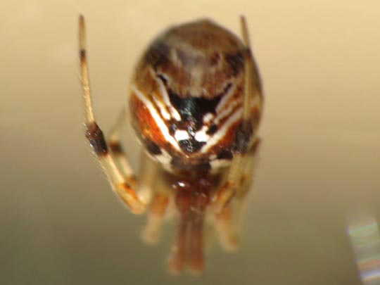 Parasteatoda lunata