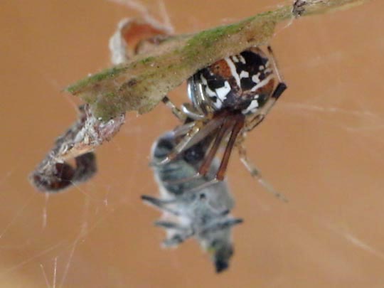 Parasteatoda lunata