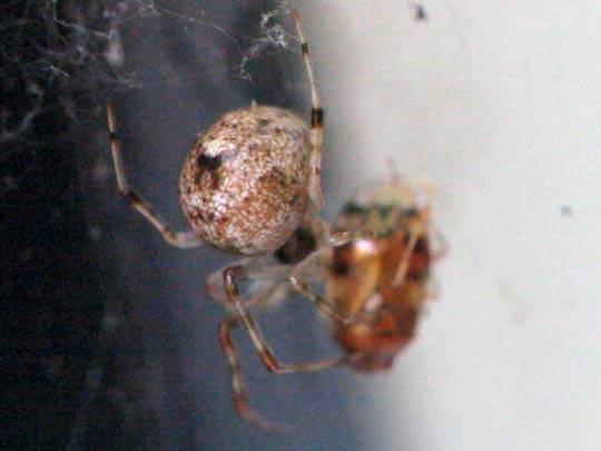 Parasteatoda tepidariorum, Gewächshausspinne