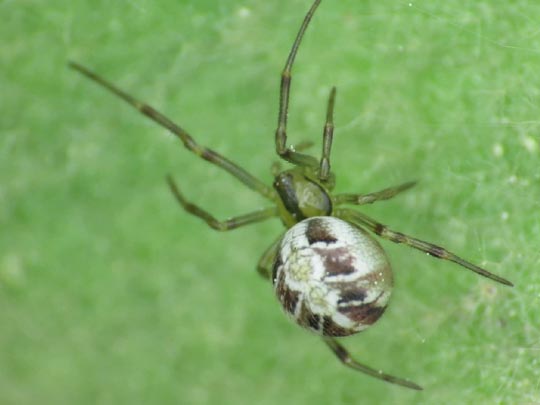 Phylloneta cf. impressa