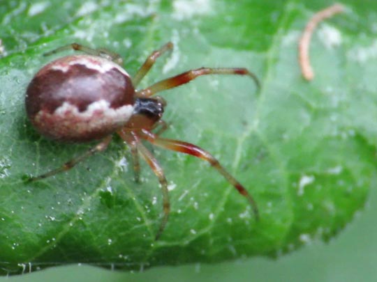 Seycellocesa vittatus