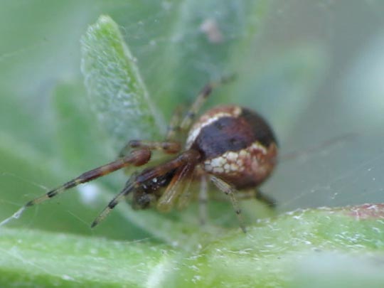 Seycellocesa vittatus