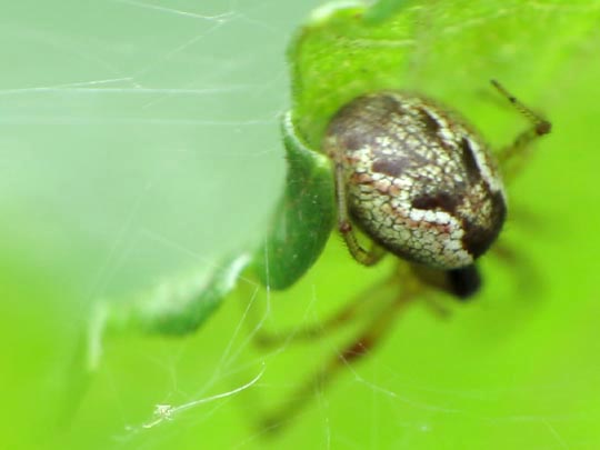 Seycellocesa vittatus