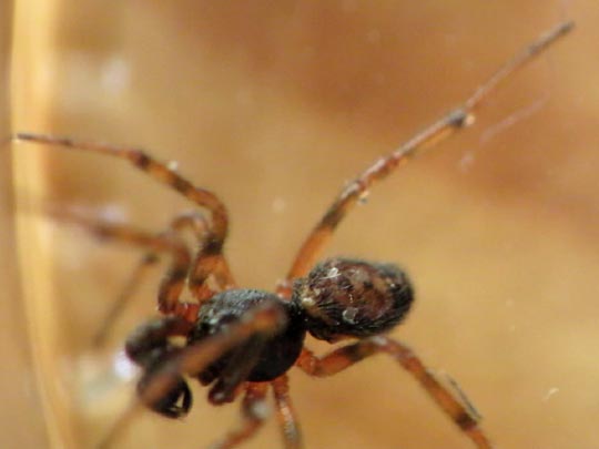 Kugelspinne, Steatoda bipunctata