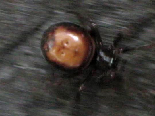 Kugelspinne, Steatoda bipunctata