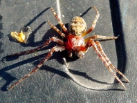 Brückenkreuzspinne, Larinioides sclopetarius