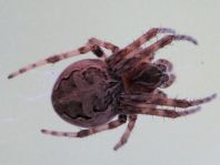 Brückenkreuzspinne, Larinioides sclopetarius