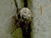 Schilfradspinne, Larinioides cornutus