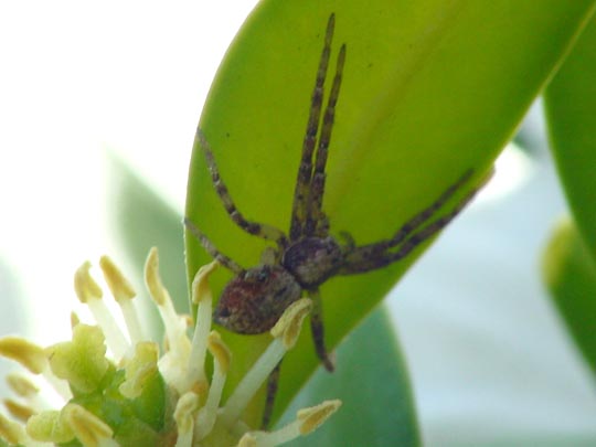 Laufspinne, Philodromus