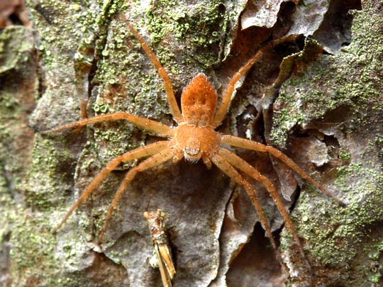 Laufspinne, Philodromus