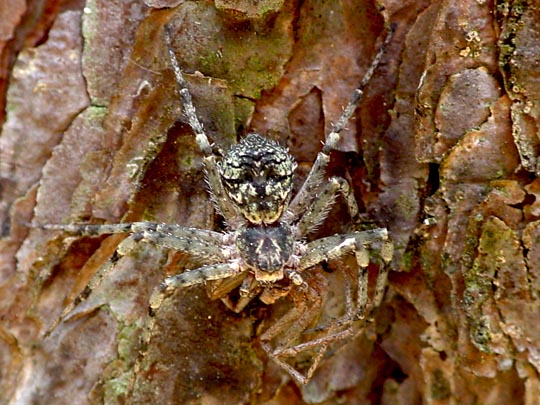 Laufspinne, Philodromus