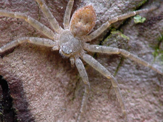 Laufspinne, Philodromus