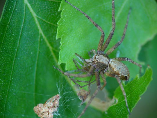 Laufspinne, Philodromus