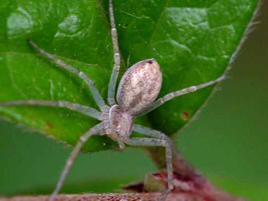 Laufspinne, Philodromus