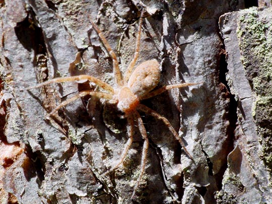 Laufspinne, Philodromus