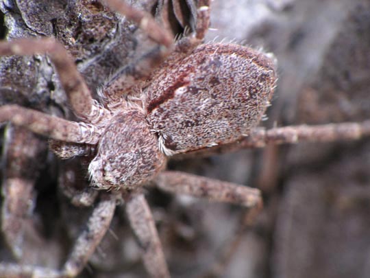 Laufspinne, Philodromus