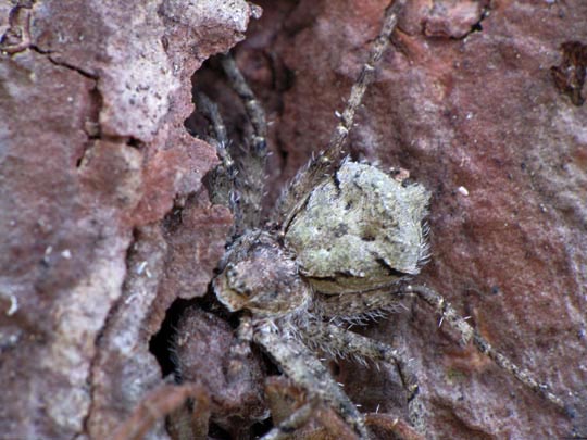 Philodromus margaritatus