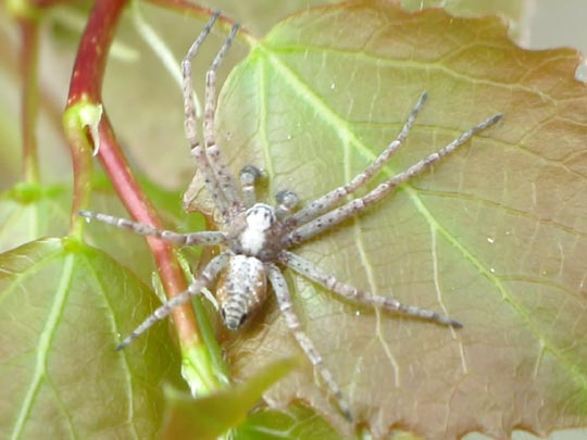 Laufspinne, Philodromus