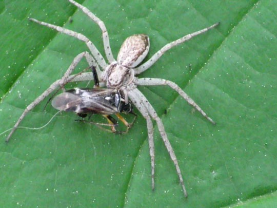 Laufspinne, Philodromus