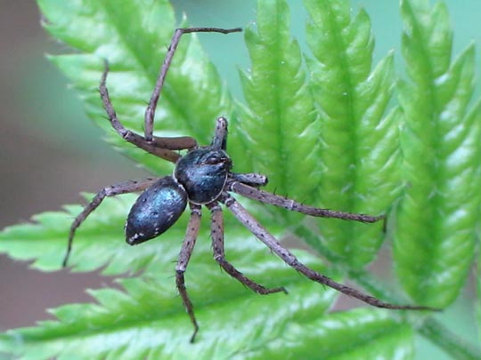 Philodromus dispar